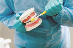 une modèle de une Humain mâchoire avec les dents et une brosse à dents dans le dentiste main photo