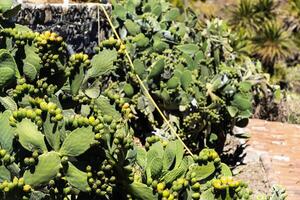 grand cactus avec des fruits sur le île de tenerife.canaries îles, Espagne photo