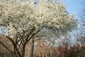 épanouissement Pomme arbre branches sur brillant ensoleillé journée dans printemps parc dans Prague dans de bonne heure Matin lever du soleil photo