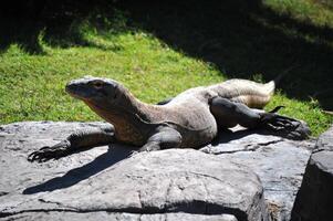 Komodo dragon sur plage, Komodo île, est Nusa tenggara, Indonésie photo