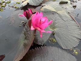 Frais rouge l'eau lilly dans le Lac photo