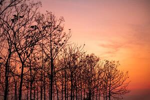 branche de une grand arbre dans le soir à le coucher du soleil sur une Orange chaud ciel arrière-plan, été, printemps saison photo