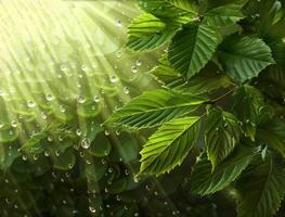 ai généré lumière du soleil filtres par vert feuilles à pois avec l'eau gouttelettes, moulage des rayons de lumière dans une tranquille forêt scène photo