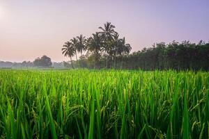 magnifique Matin vue de Indonésie de montagnes et tropical forêt photo