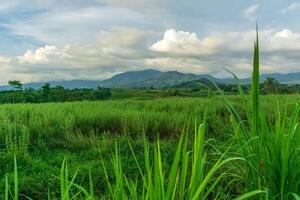 magnifique Matin vue de Indonésie de montagnes et tropical forêt photo