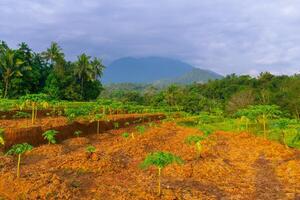 magnifique Matin vue de Indonésie de montagnes et tropical forêt photo