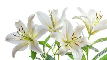 ai généré blanc fleurs de lys printemps Pâques Contexte espace photo