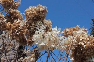 blanc et bleu photo