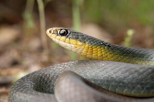 à ventre jaune coureur, coluber constricteur photo