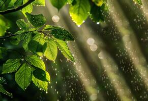 ai généré lumière du soleil filtres par vert feuilles à pois avec l'eau gouttelettes, moulage des rayons de lumière dans une tranquille forêt scène photo