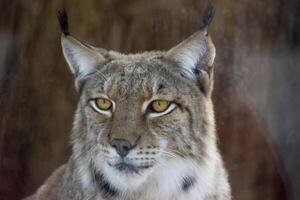majestueux rencontre, fermer de une Lynx dans le sauvage photo