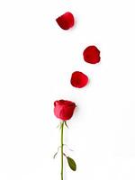 isolé rouge Rose avec délicat pétales propager sur pur blanc arrière-plan, incorporant intemporel romance et élégant simplicité. pour romantique salutation cartes, mariage faire-part, beauté et spa marché photo