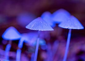 ai généré macro photo de champignon maison avec lumière