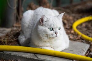 adulte chat race Écossais chinchilla de lumière gris couleur, des promenades en plein air photo