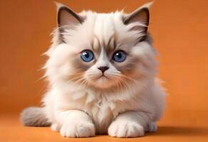 ai généré une magnifique Jeune de race ragdoll chaton est assis sur un Orange Contexte. photo