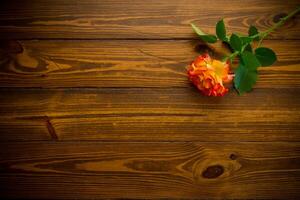 un rouge magnifique épanouissement Rose sur une en bois table photo