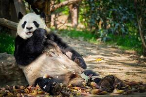 géant Panda ours dans Chine photo