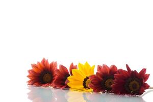 magnifique rouge et Jaune gazania fleurs sur blanc Contexte. photo