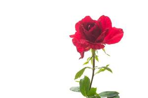 fleurs de magnifique épanouissement rouge Rose sur blanc Contexte. photo