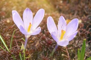 violet crocus fleurs dans le jardin. de bonne heure printemps. photo