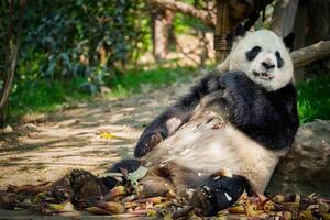 géant Panda ours dans Chine photo