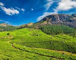 thé plantations, Munnar, Kerala État, Inde photo