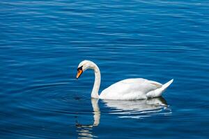 muet cygne cygnus olor dans Lac photo