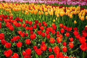 épanouissement tulipes parterre de fleurs dans Keukenhof fleur jardin, Pays-Bas photo