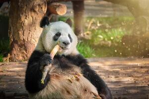 géant Panda ours dans Chine photo