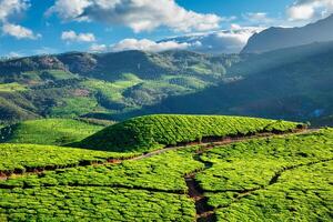 thé plantations dans Kerala, Inde photo