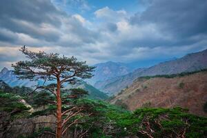 arbre dans seoraksan nationale parc, Sud Corée photo