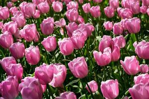 épanouissement tulipes parterre de fleurs dans Keukenhof fleur jardin, Pays-Bas photo