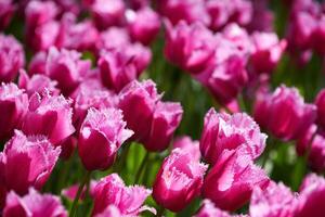 épanouissement tulipes parterre de fleurs dans Keukenhof fleur jardin, Pays-Bas photo