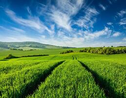 vert des champs de moravie photo