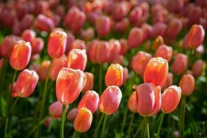 épanouissement tulipes parterre de fleurs dans Keukenhof fleur jardin, Pays-Bas photo