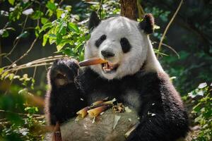 géant Panda ours dans Chine photo