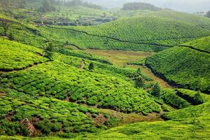 thé plantations dans Kerala, Inde photo