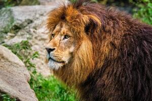 Lion dans jungle forêt dans la nature photo