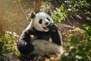 géant Panda ours dans Chine photo