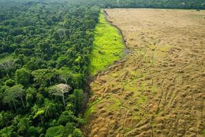 ai généré contraste de la déforestation photo