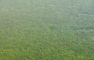 figures vertes pour la biofiltration de l'eau dans le filtre de l'aquarium ou le lac artificiel en gros plan photo