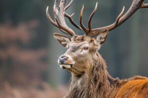 ai généré rouge cerf, adulte Masculin avec grand acide cornes, monde faune journée photo