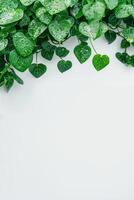 ai généré luxuriant vert cœur en forme de feuilles avec Frais l'eau gouttelettes sur une blanc arrière-plan, idéal pour environnement concepts ou plante en relation conception espace photo