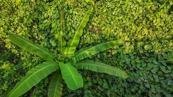 tropical banane plante germer la nature Contexte photo