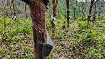 durable caoutchouc récolte dans tropical plantation photo