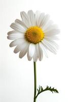 ai généré Célibataire blanc Marguerite isolé sur blanc printemps thème fond photo