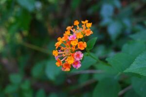 Orange lantana camara fleur dans la nature jardin photo