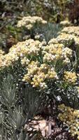 blanc fleurs de edelweiss hélichryse arène dans le Montagne. photo