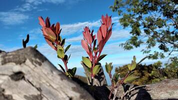 fermer de une branche avec rouge feuilles contre une bleu ciel. photo