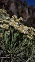 blanc fleurs de edelweiss hélichryse arène dans le Montagne. photo